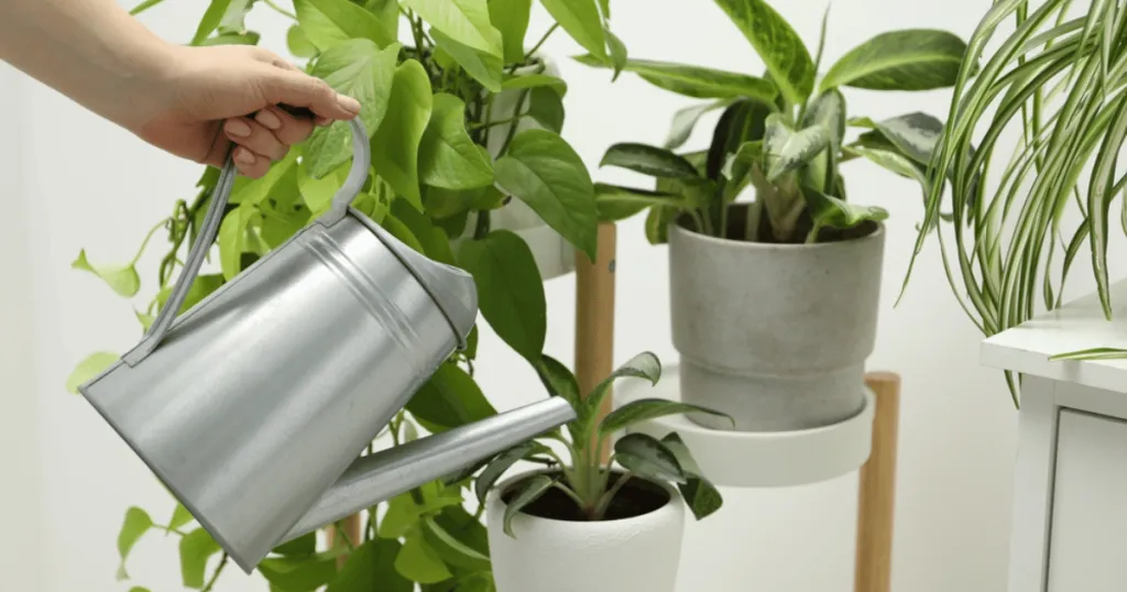 Signs you're watering correctly