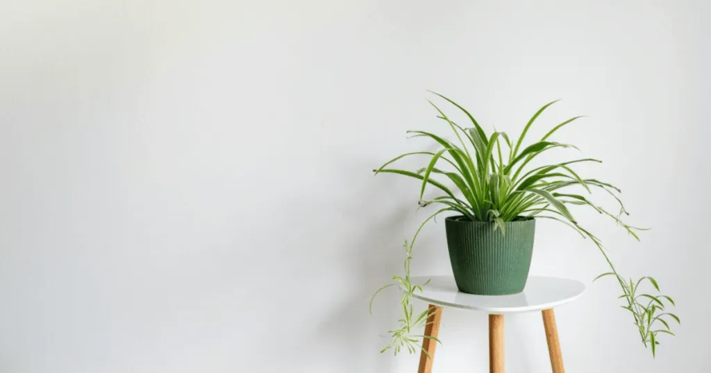 Spider Plant