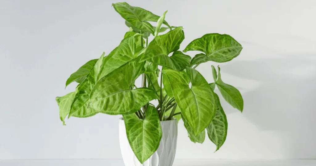 Syngonium Office Plant
