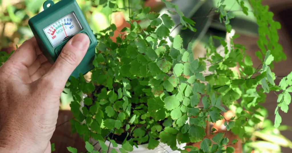 Watering meter placement technique for accurate readings