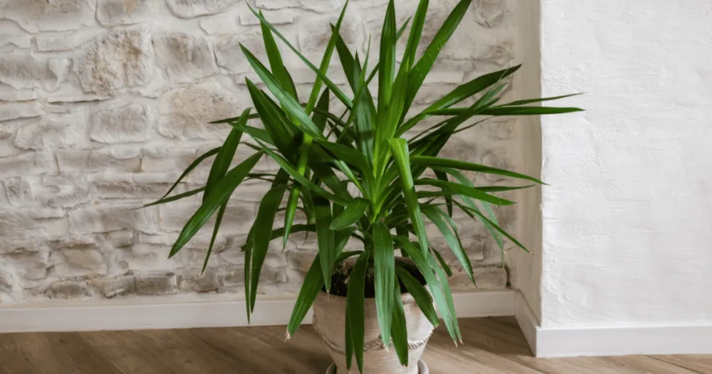 Yucca Office Plant