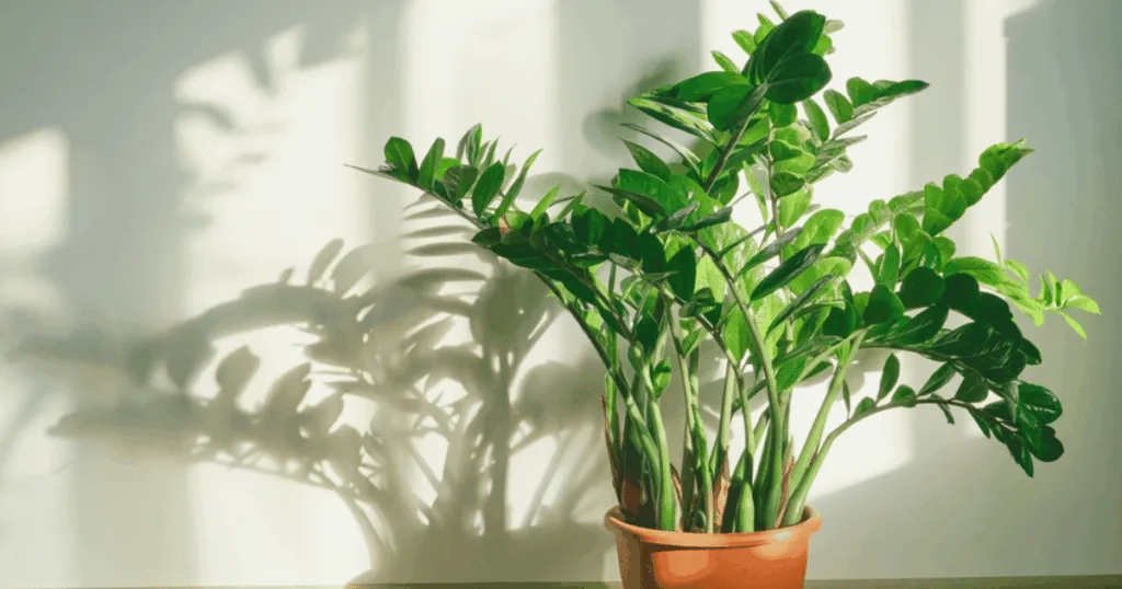 ZZ Plant - best plants for corporate office