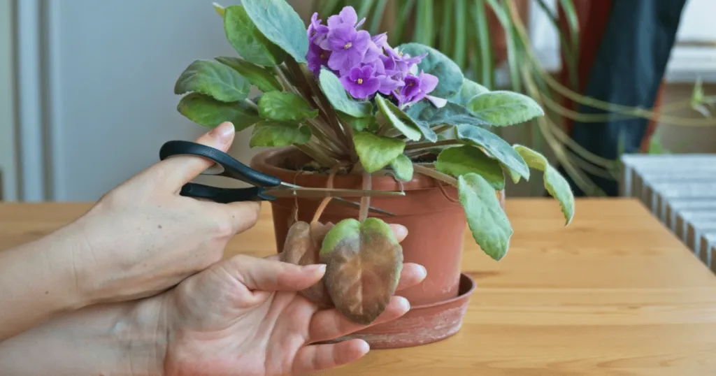 african violet plant care