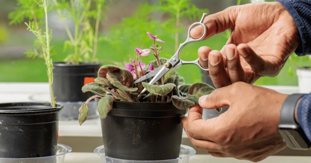 african violet problems