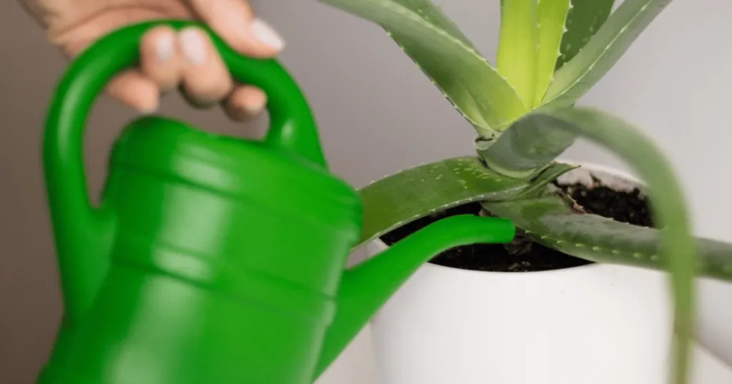 aloe vera plant care