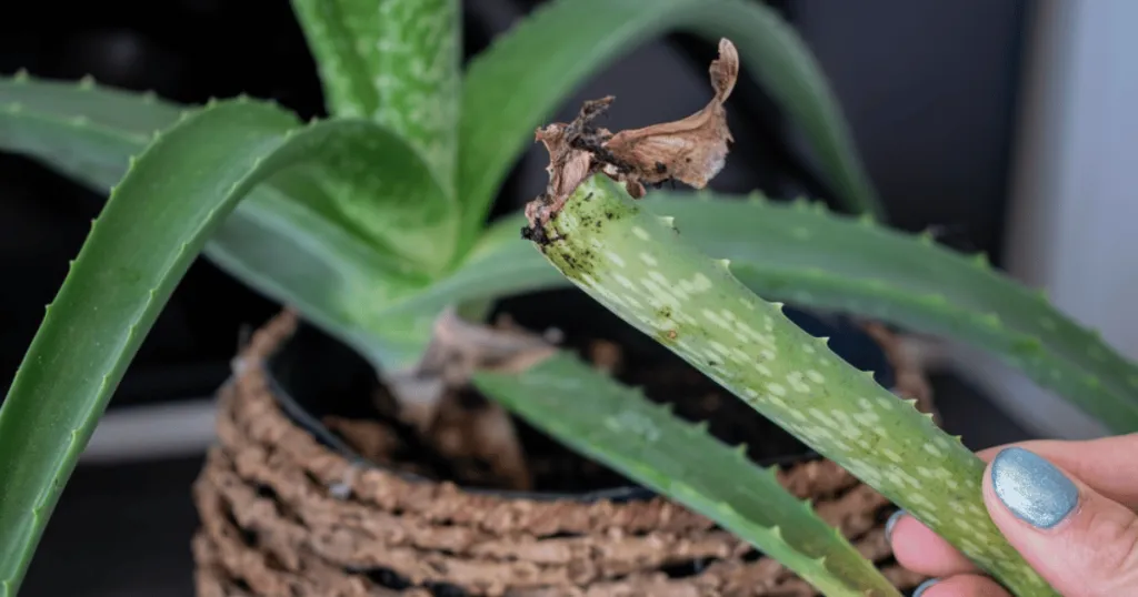 aloe vera problems