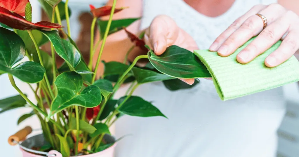 anthurium plant care