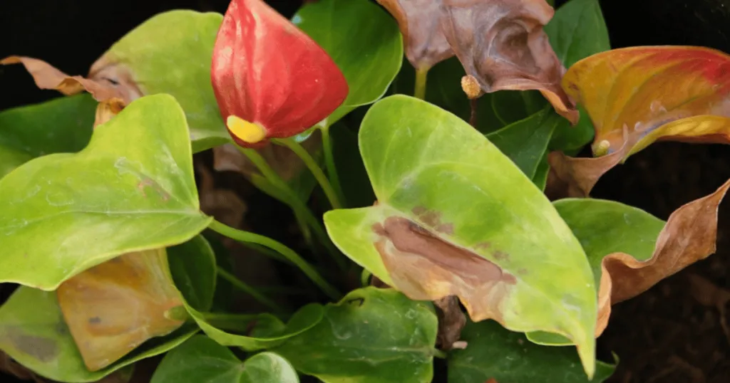 anthurium problems