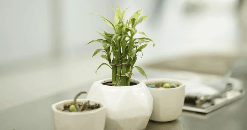 best feng shui plants for office desk