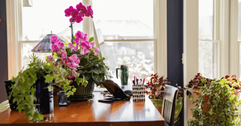 best flowering plants for office desk