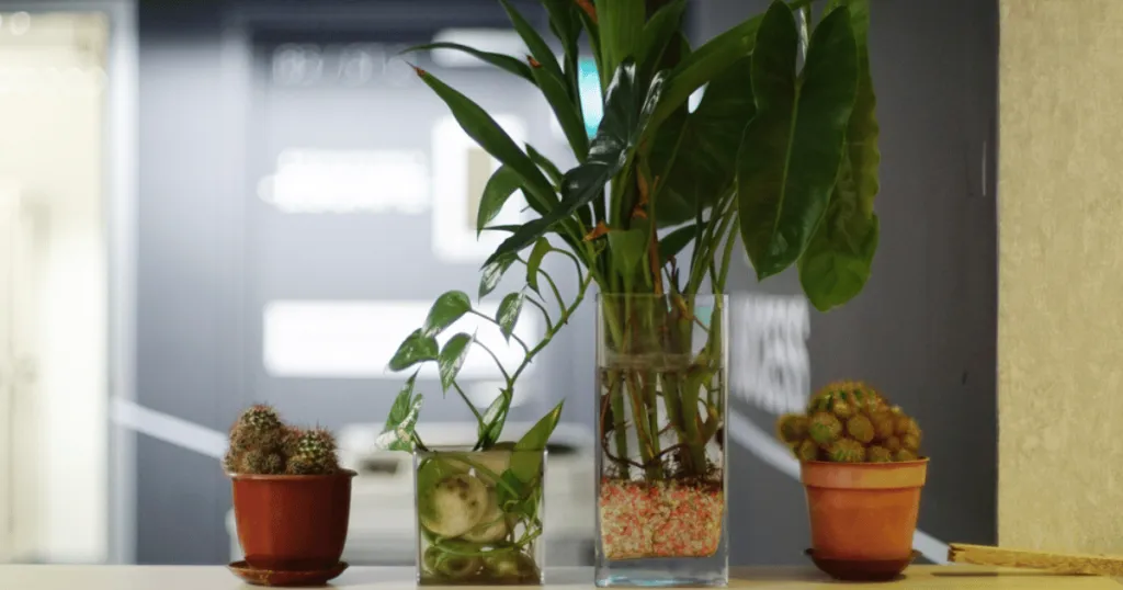 best office plants for low light