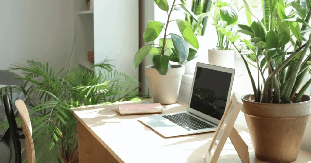 best oxygen plants for office desk