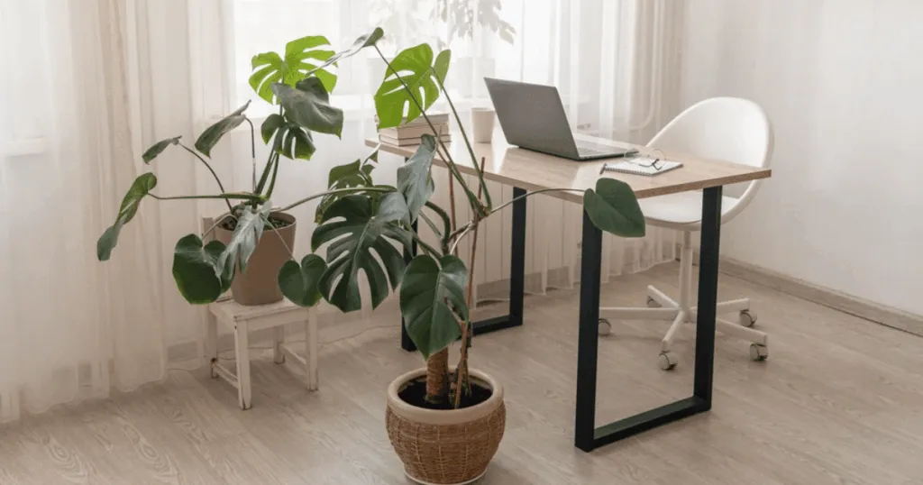 best plants for home office
