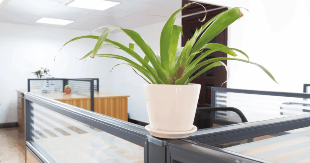 best plants for office cubicle