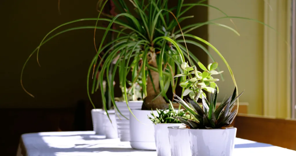 best plants for office with little natural light