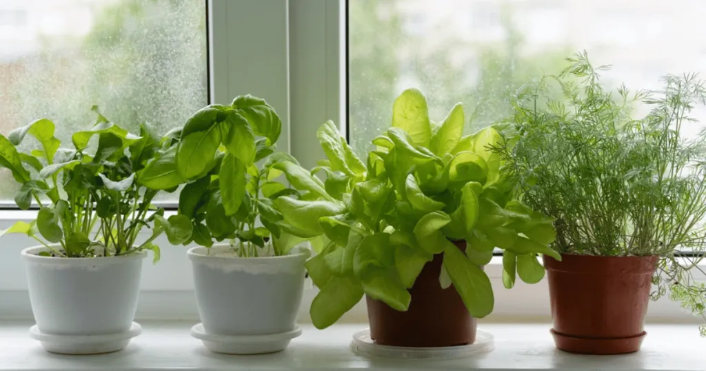 best plants for window sills