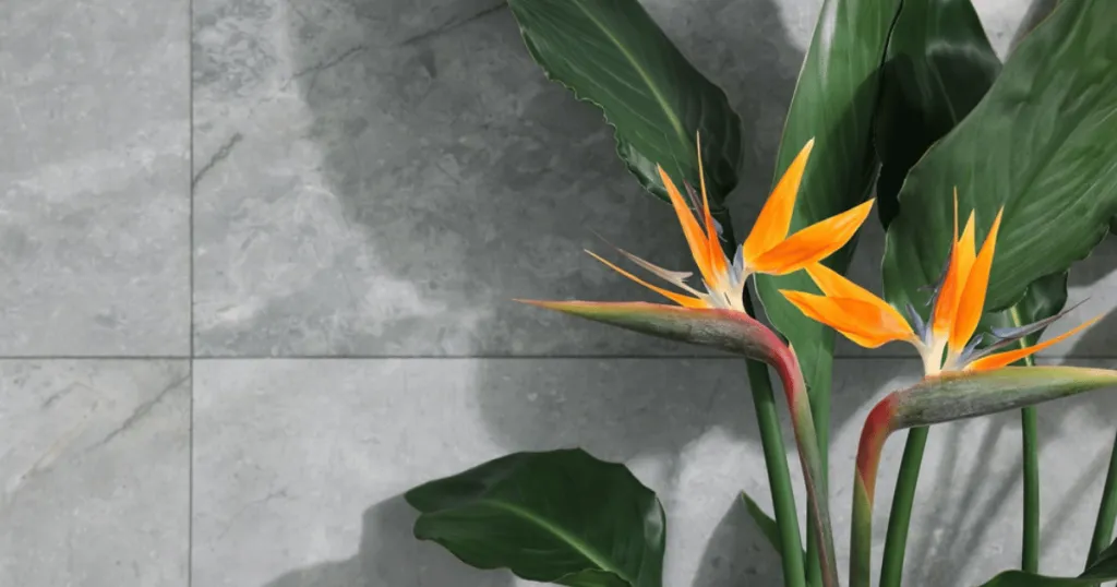 bird of paradise plant