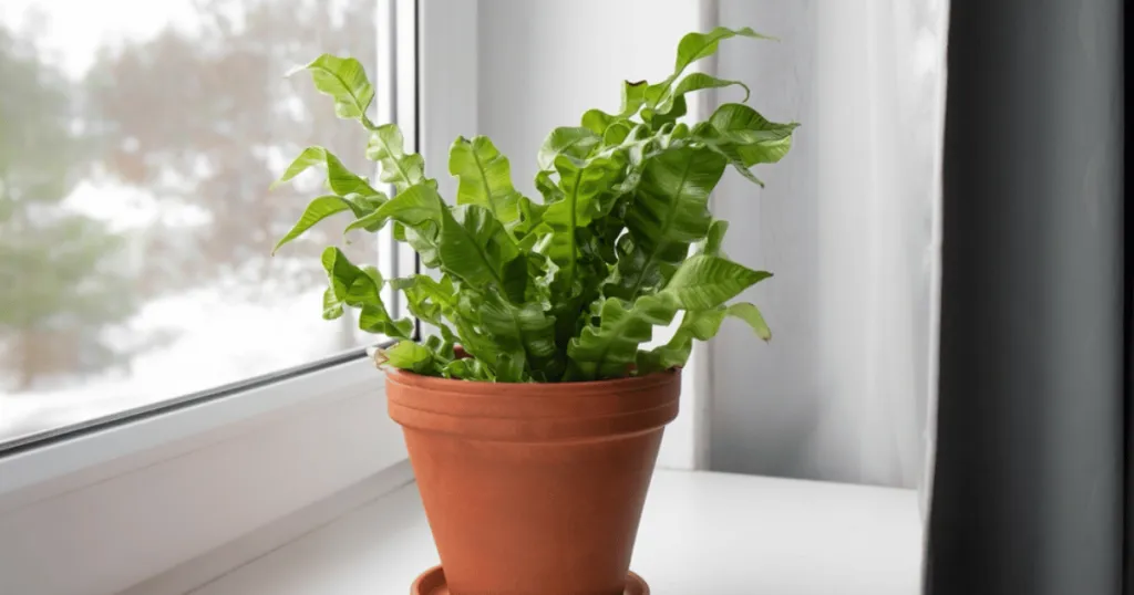 bird's nest fern problems