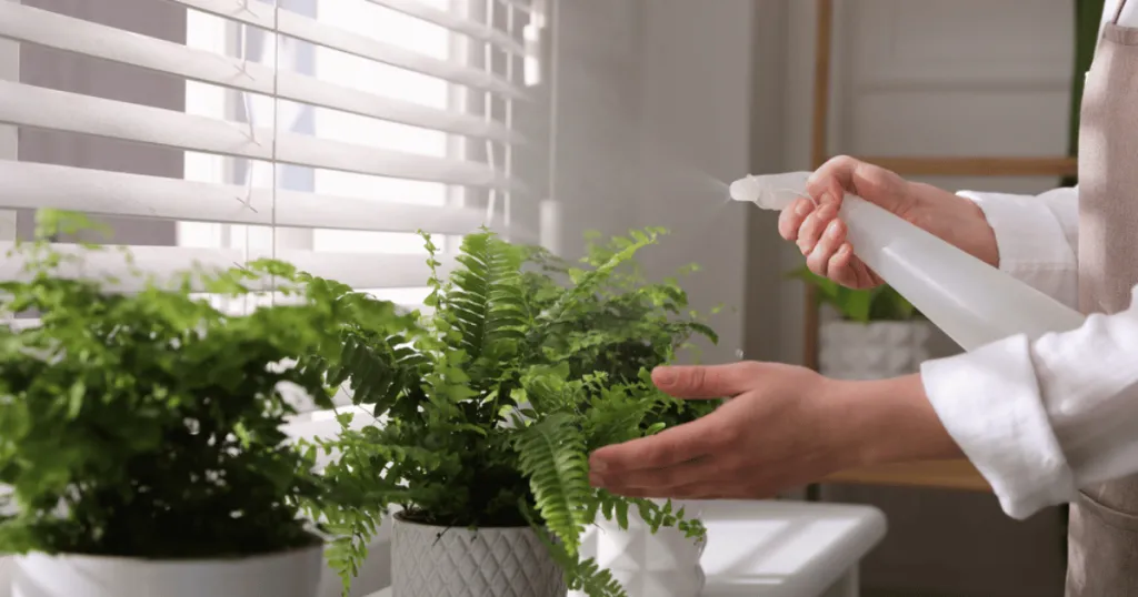 boston fern plant care