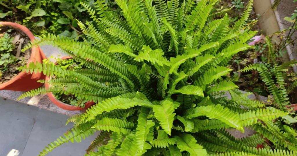 boston fern problems