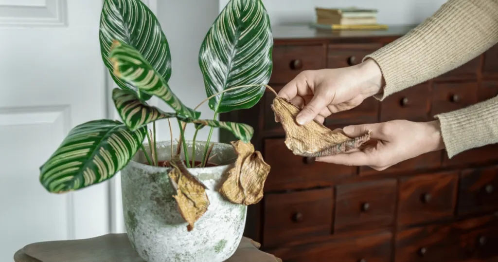 calathea problems
