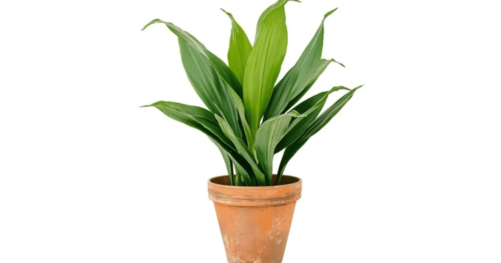 cast iron plant problems