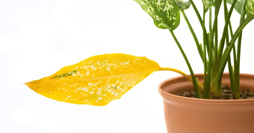 chinese evergreen (aglaonema) problems