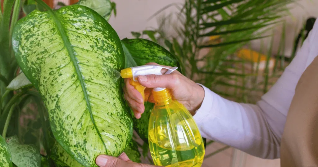dieffenbachia plant care