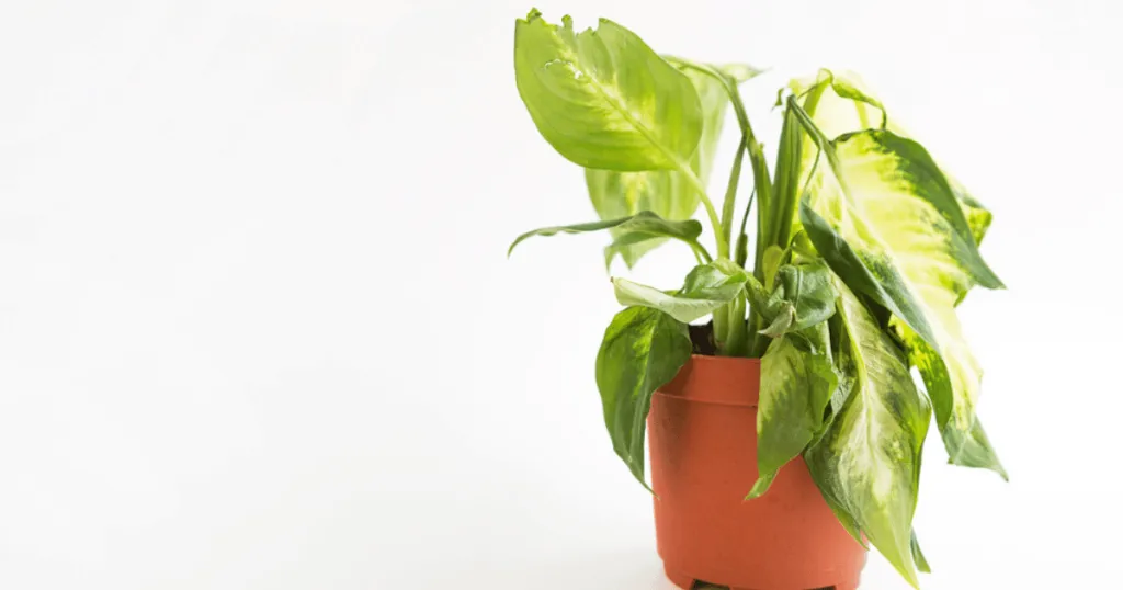 dieffenbachia problems