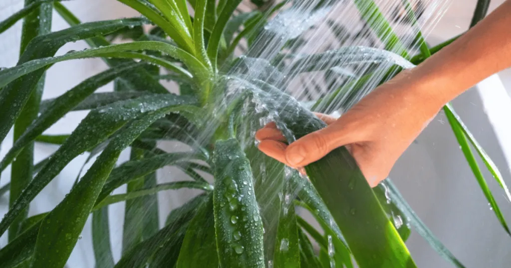 dracaena plant care
