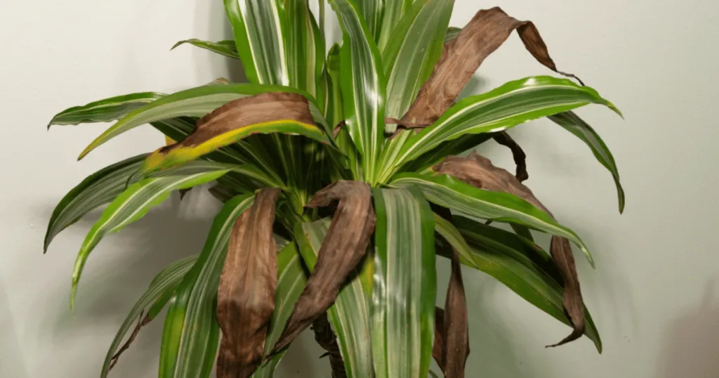 dracaena problems