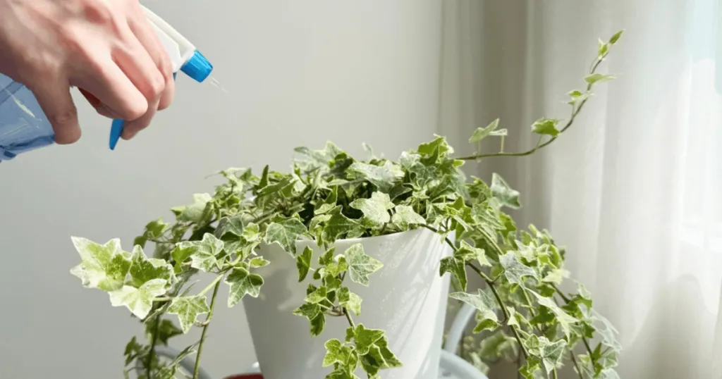 english ivy plant care