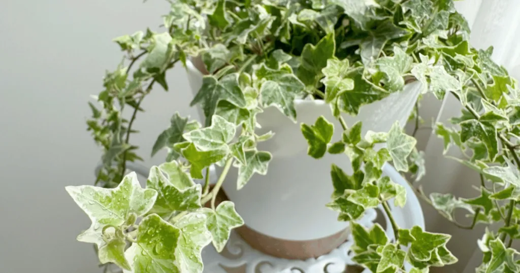 english ivy problems