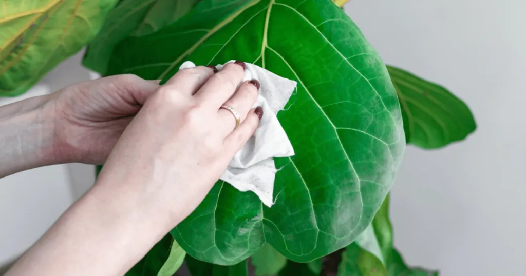 fiddle leaf fig plant care