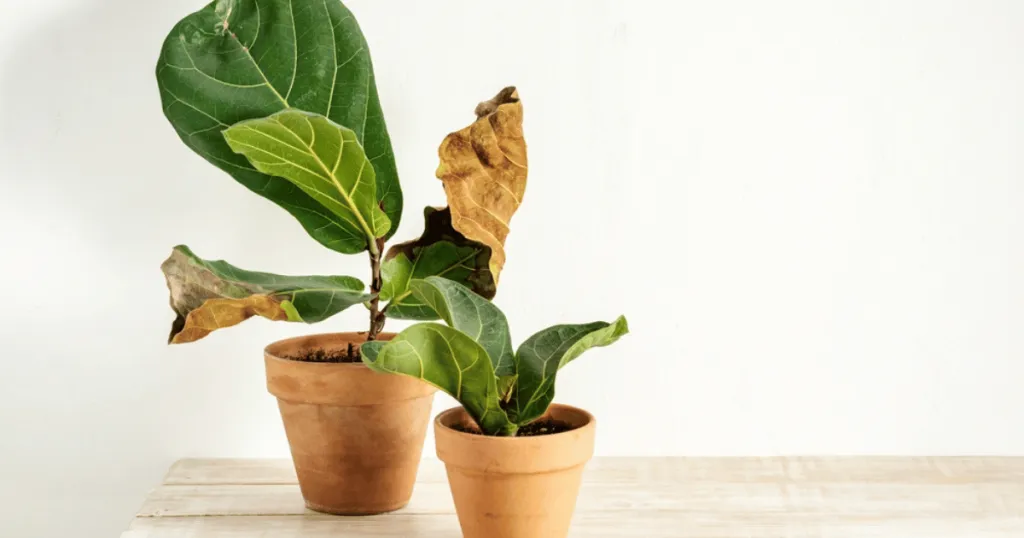 fiddle leaf fig problems
