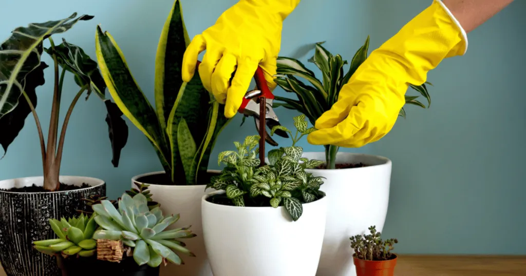 fittonia plant care