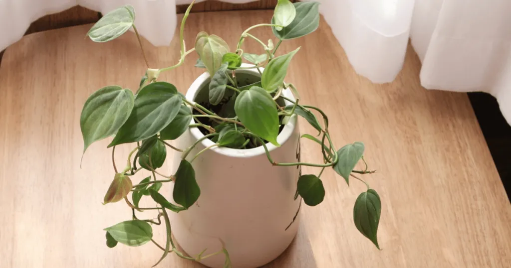 heartleaf philodendron problems
