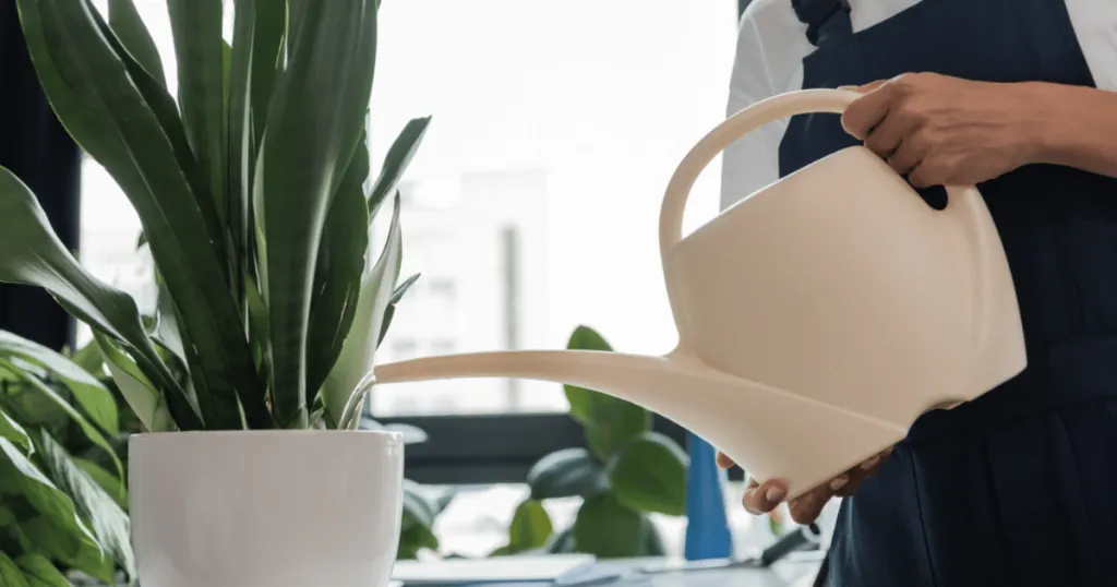 how often to water office plants?