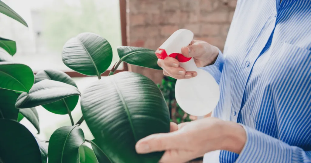 how to care for office plants