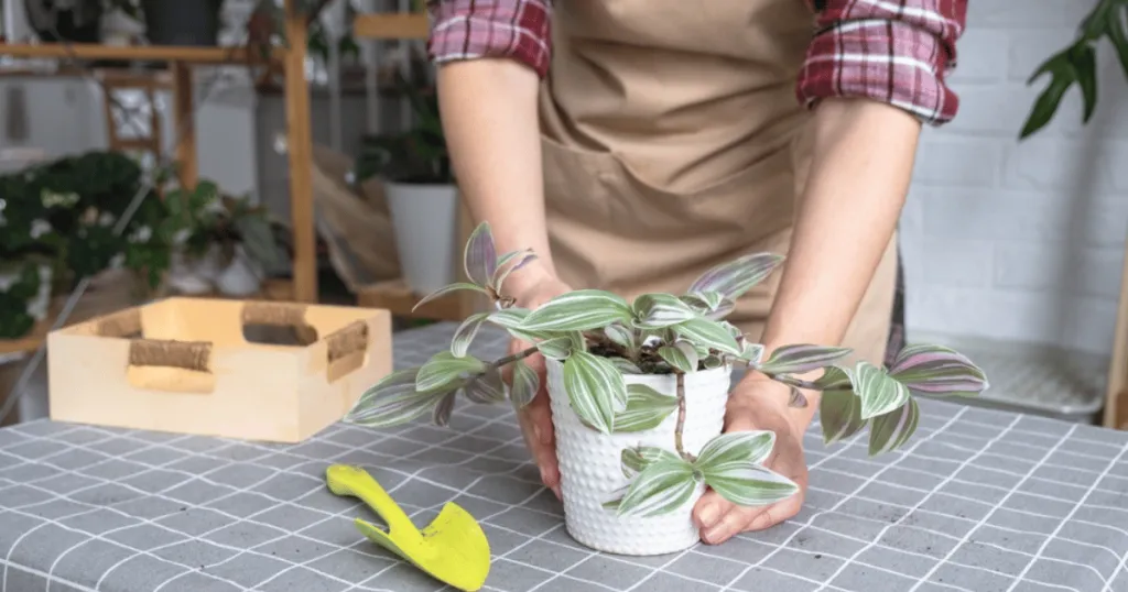 how to drain office plants?