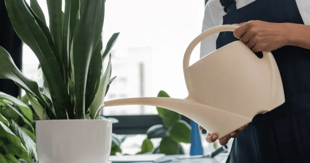 how to keep office plants alive?
