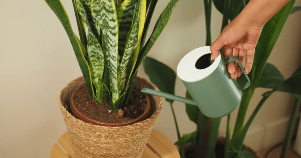 how to water office plants?