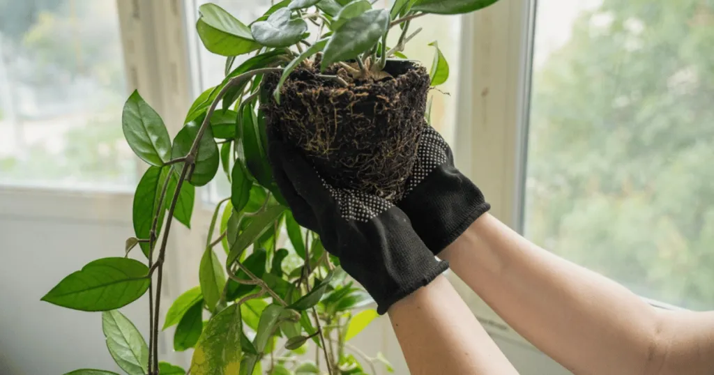 hoya plant care
