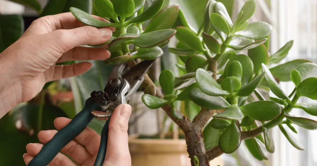 jade plant care