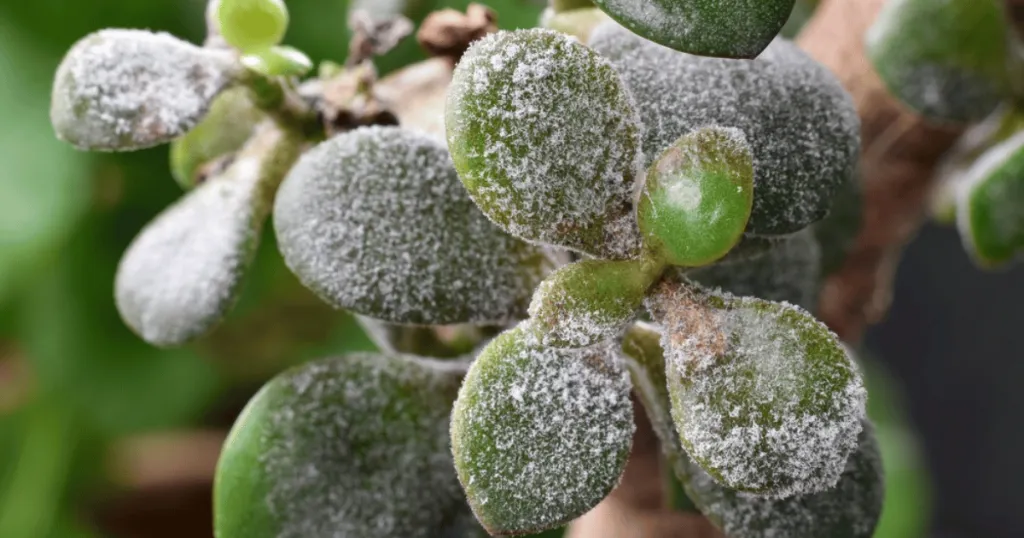 jade plant problems