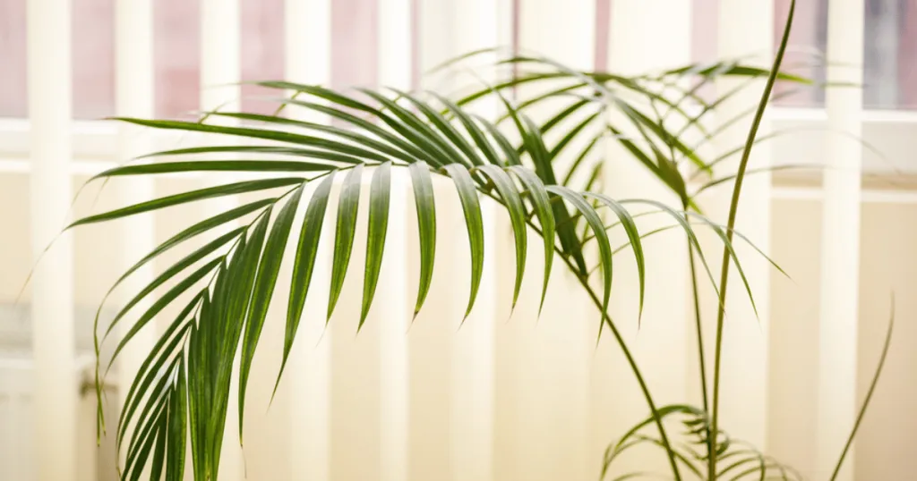 kentia palm problems