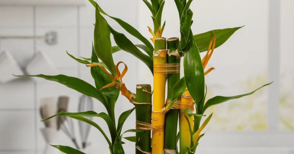 lucky bamboo plant care