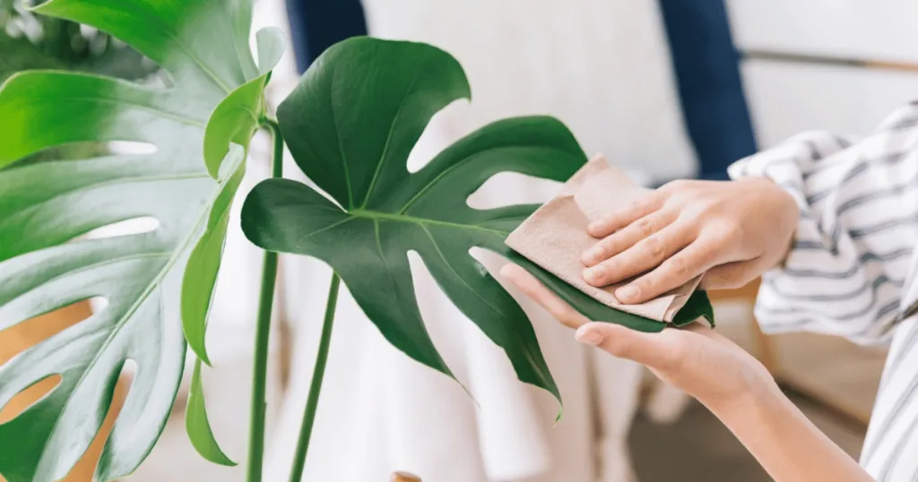 monstera plant care