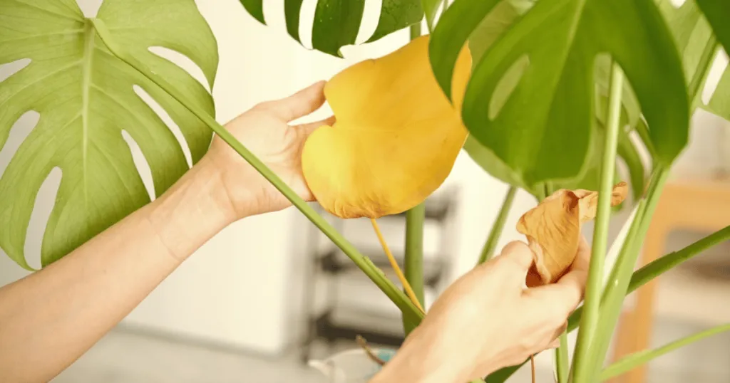 monstera problems
