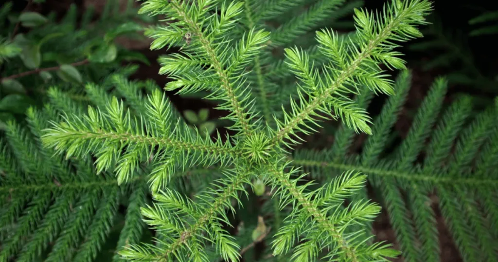 norfolk island pine plant care